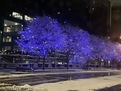 beautiful winter nights