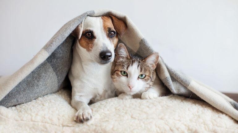 doggo-and-katto-1
