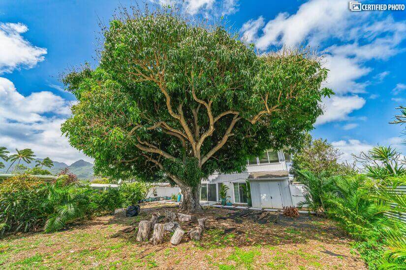 Gorgeous Modern Kailua Home w 360 view