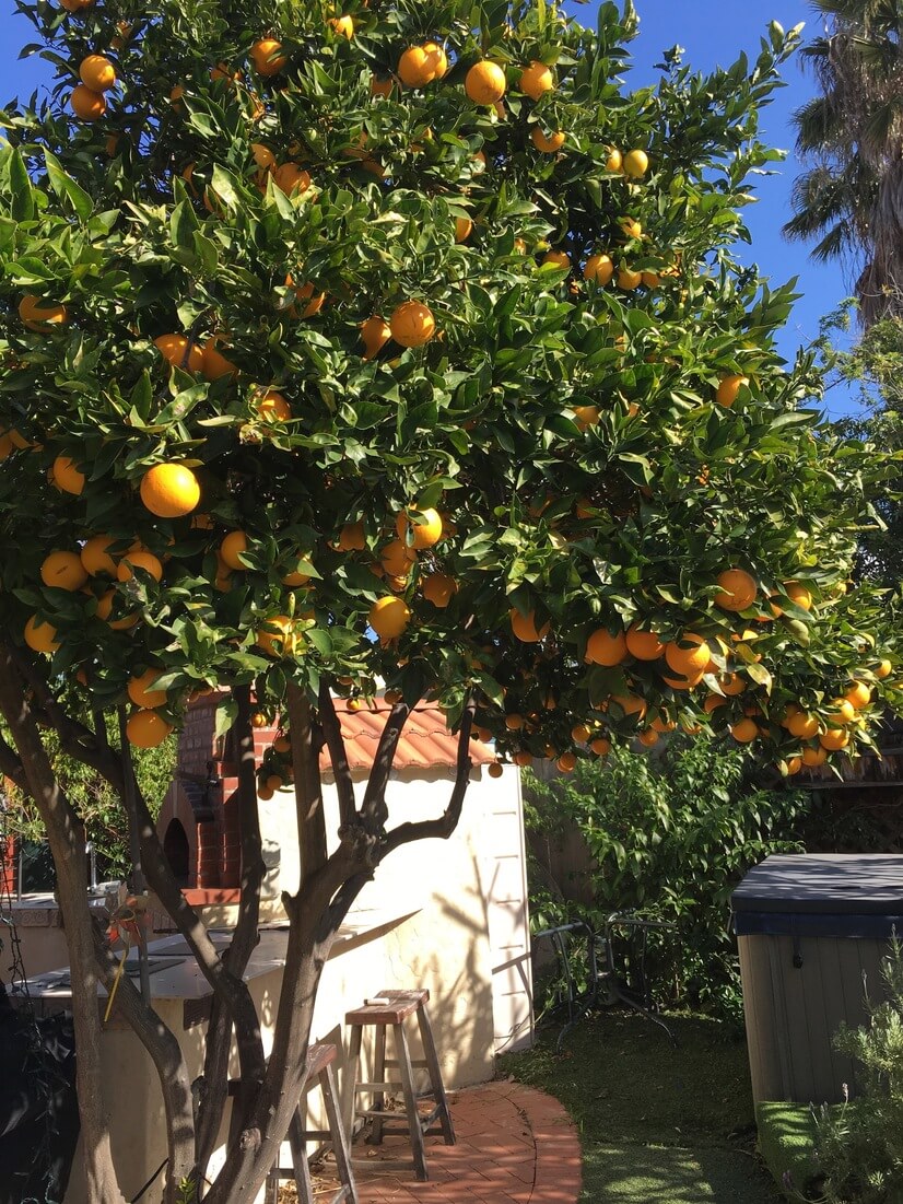 An amazing orange tree for lots of shade