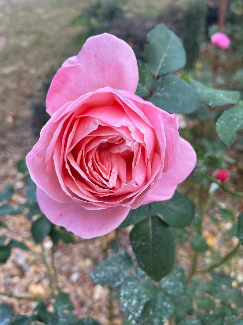 This property is beautifully landscaped