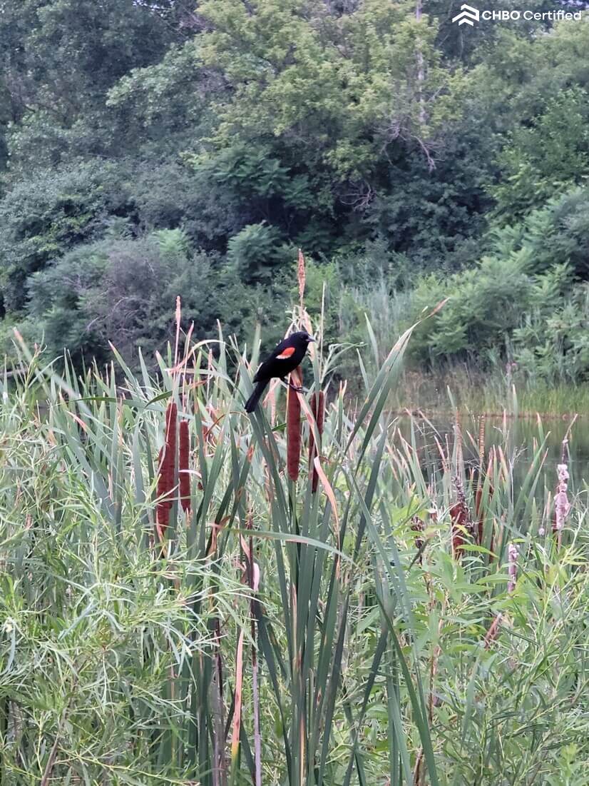 Mallard Lake BirdWatching