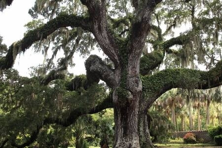 Boone Hall & Magnolia Plantation is only 18 m