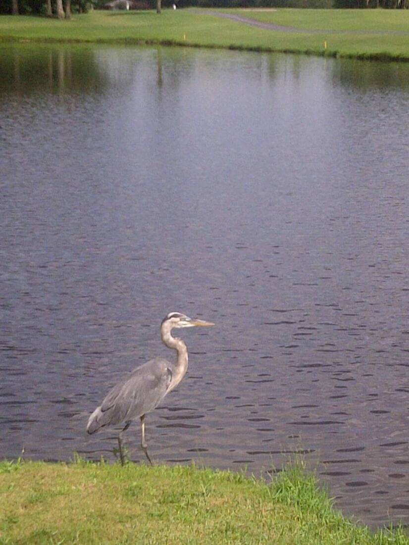 Herons all around the property!