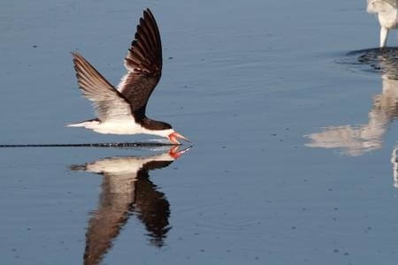 For Birds Watching Lovers!  We took this one