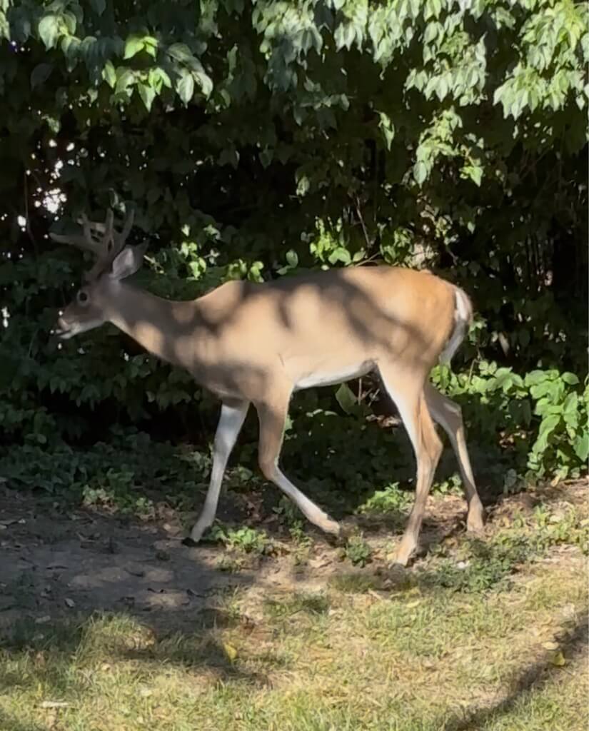 Cincinnati Corporate Apartments