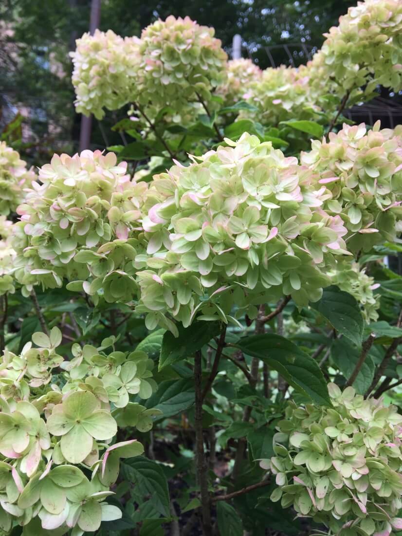 One of our hydrangeas