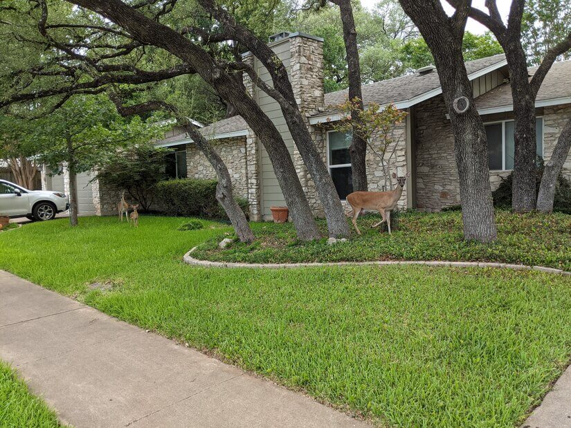 Deers roaming in the front (photo taken before renovations)