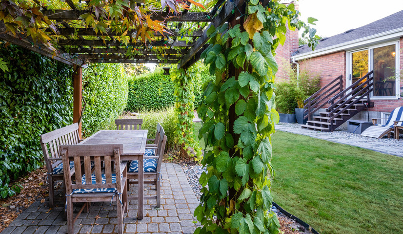 Enjoy a meal underneath the wisteria and hops