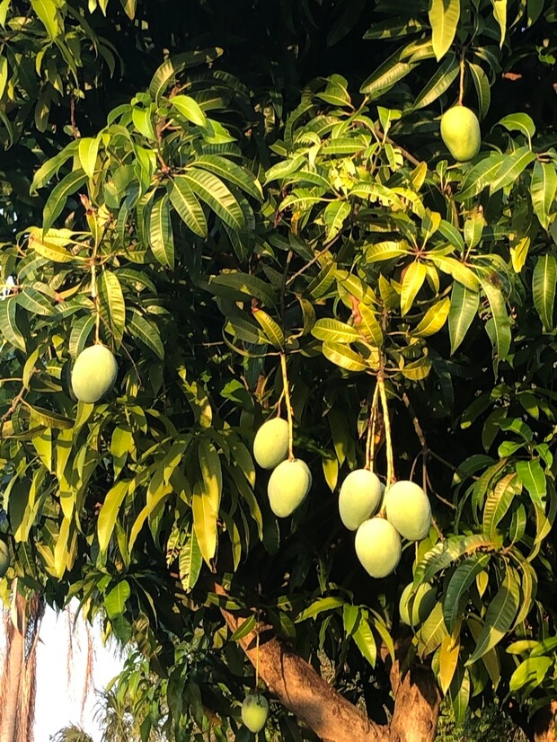 Mango Tree Summer