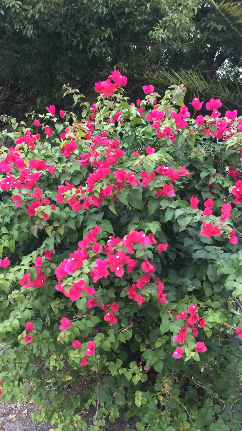 Bougainvillea Plant