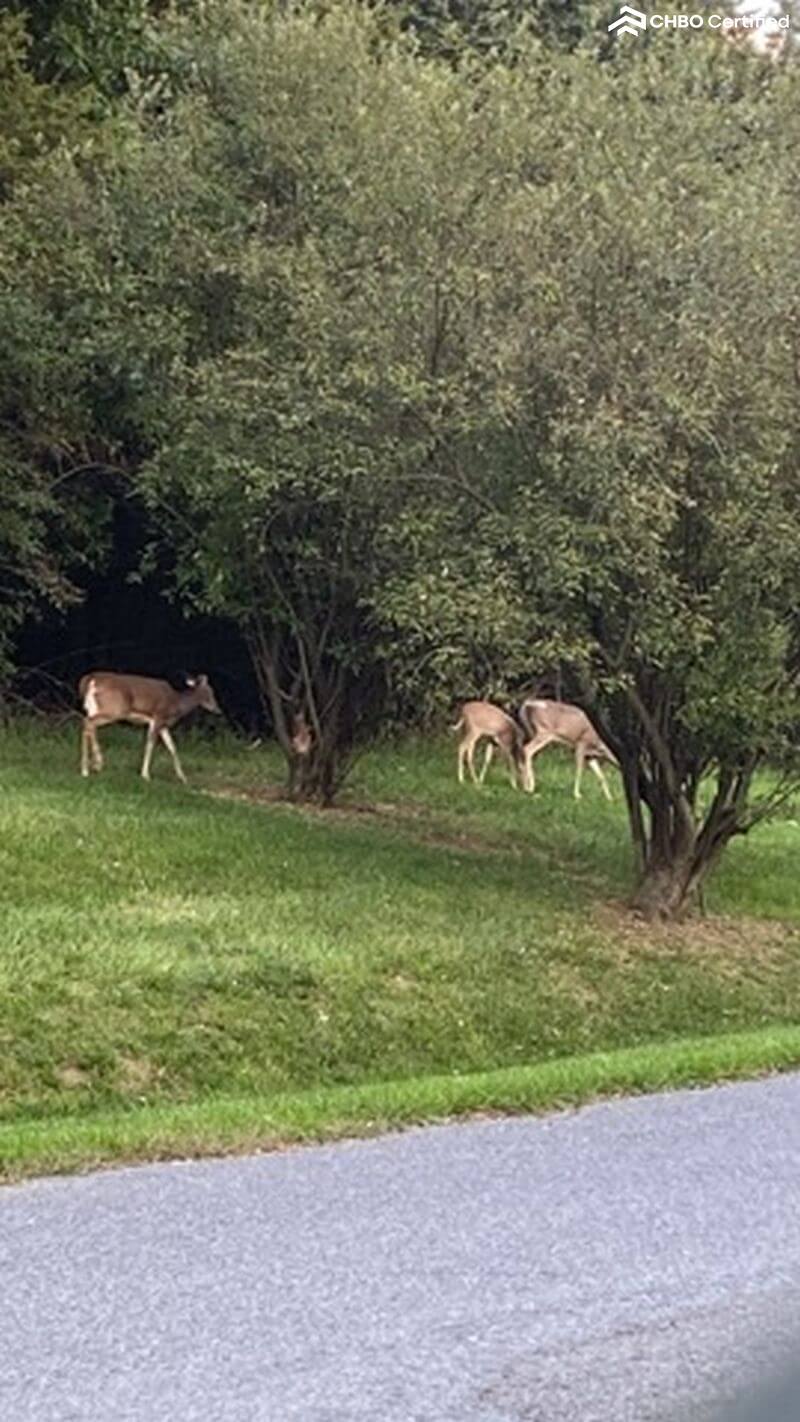 Deer spotted at Lake Frederick