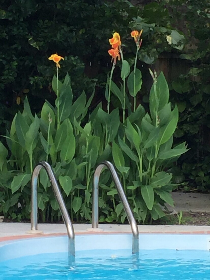 Pool side lilies