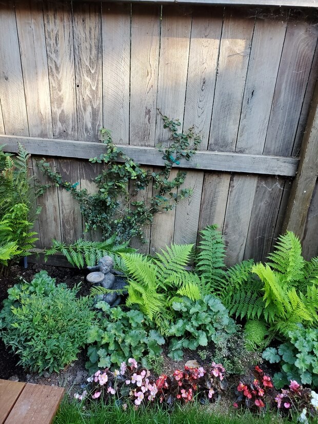 Lady Ferns and Begonias
