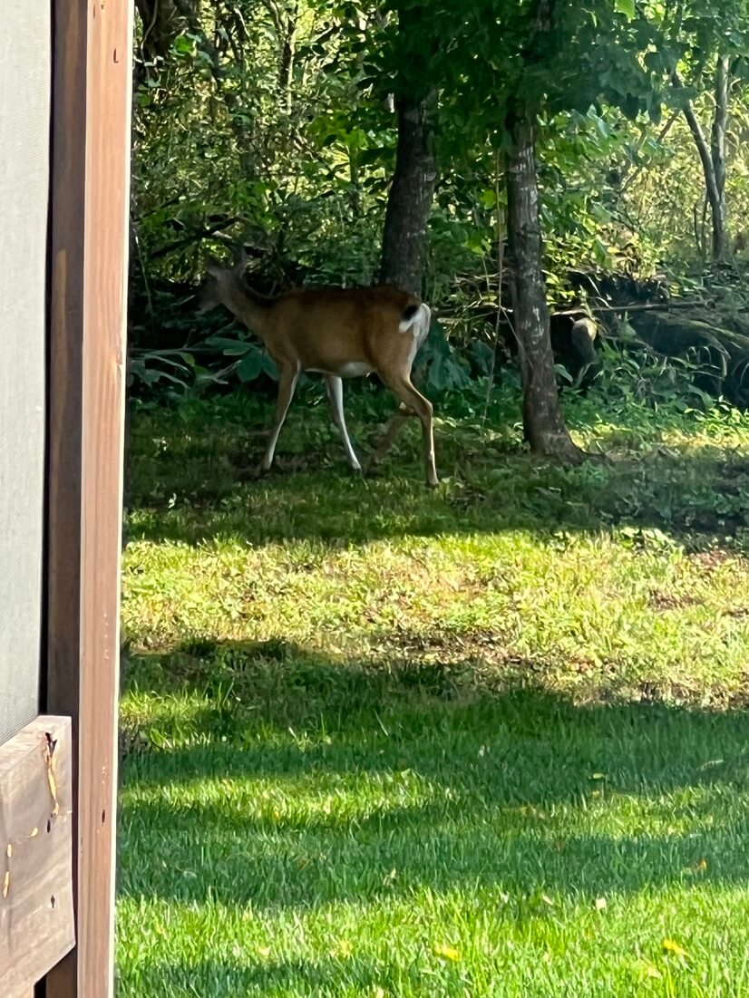 deer grazing in backyard