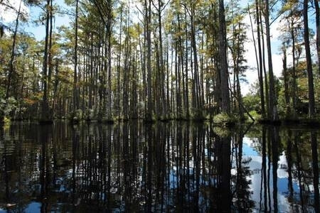 only 10 miles-Beautiful Cypress Garden,canoei