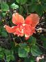 Peach Hibiscus