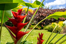 Ocean View 3B2b  Home 800sf OV lanai 