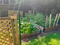 Lovely vegetable garden