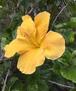 Yellow Hibiscus