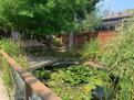 pond