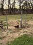 On Site Dog Park