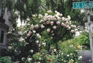 Wine and Roses Retreat