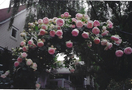 Wine and Roses Retreat