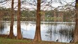 View of the swans and other wildlife on Lake