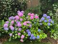 Garden Blooms