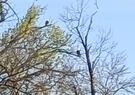 Bald eagles lakeside