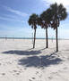 Clearwater Beach with Palm Trees