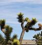 Spacious 3BR 2BA Peaceful Desert Living 