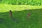 Bambi twins outside