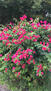 Bougainvillea Plant