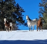 Our full-time residents