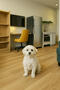 Pet Friendly Hotel