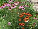 Pollinator friendly