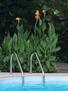 Pool side lilies