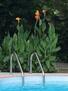 Pool side lilies