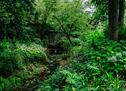 Stream and garden
