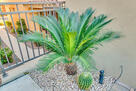 palm tree