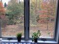 Backyard View