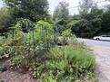 Organic Veggies and herbs
