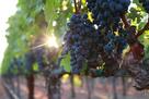 Wine Country Living