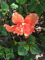 Peach Hibiscus