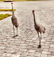 Sandhill Cranes in Driveway