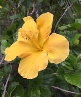Yellow Hibiscus