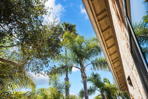 Property surrounded by Palm, Lemon, & Avocado Trees