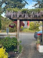 The wisteria starts blooming around April/May